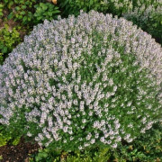 Vanlig timjan Thymus Compactus P9 1 st.