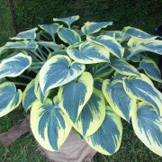 Hosta Funkia First Frost 1 st.
