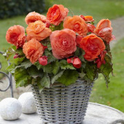 Dubbelbegonia Superba orange 1 st.
