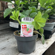 Fragaria x ananassa Bubbleberry, Jordgubbe - 0,5-1L - Fragaria x ananassa Bubbleberry (Krukstorlek: 0,5-1L)