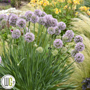 Prydnadslök - Allium hybr. Bubble Bath ® (Krukstorlek: 5L)