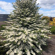 Japanolvon - Viburnum plicatum f. tomentosum Kilimandjaro ® Sunrise ® (Storlek: 70 C3)