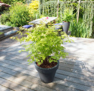 Japansk Lönn - Acer palmatum Anne Irene ® (Storlek: 40 C3)