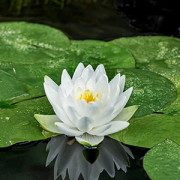 Näckros - Nymphaea Perry´s Double White (Krukstorlek: 1L)