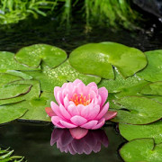 Näckros - Nymphaea American Star (Krukstorlek: 1L)