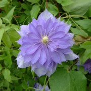 Klematis Storblommig (Storlek: C2)