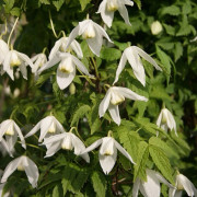 Alpklematis - Clematis alpina White Columbine (Storlek: C2)
