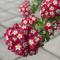 Royal Horticultural Society