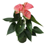 Rosenkalla - Anthurium 'Sweet Dream' - Höjd 35-45cm - ø12cm