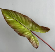 För Cpap Filter Ultra Filter Ribn