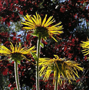 Jättekrissla - Inula magnifica (Krukstorlek: 3L)
