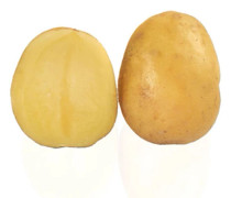 Sättpotatis Empress (Storlek: 1kg)