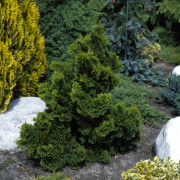 Japansk Ädelcypress - Chamaecyparis obtusa Nana Gracilis (Storlek: 15-20 C2)