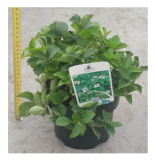 1 VÄXT AV CORNUS CANADENSIS KRUKA 17CM perenn