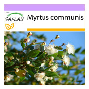 SAFLAX - True Myrtle - 30 frön - Myrtus communis