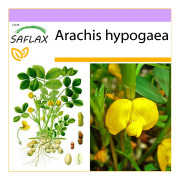 SAFLAX - Jordnötsväxt - 8 frön - Arachis hypogaea