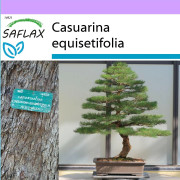 SAFLAX - Bonsai - Sea Ironwood - 200 frön - Casuarina equisetifolia