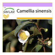 SAFLAX - Teplanta - 6 frön - Camellia sinensis