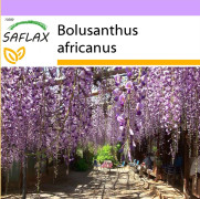SAFLAX - African Wisteria Tree - 15 frön - Bolusanthus africanus