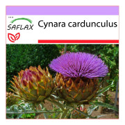 SAFLAX - Kardun / Spansk kronärtskocka - 50 frön - Cynara cardunculus