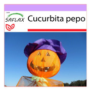 SAFLAX - Pumpa - Lantern Pumpa - 10 frön - Cucurbita pepo