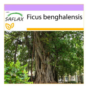 SAFLAX - Indiskt Banyanträd - 20 frön - Ficus benghalensis
