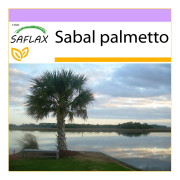 SAFLAX - Palmetto Palm - 8 frön - Sabal palmetto