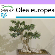 SAFLAX - Bonsai - Vanlig oliv - 20 frön - Olea europea