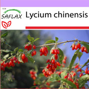 SAFLAX - Gojibär - 200 frön - Lycium chinensis