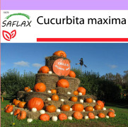SAFLAX - Pumpa - Atlantic Giant - 7 frön - Cucurbita maxima