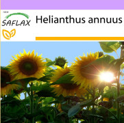 SAFLAX - Sunflower Titan - 20 frön - Helianthus annuus