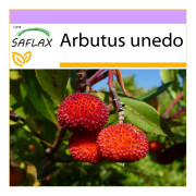 SAFLAX - Jordgubbsträd - 50 frön - Arbutus unedo
