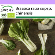 SAFLAX - Ekologisk - Kinesisk senapskål - Pak Choi - 300 frön - Brassica rapa