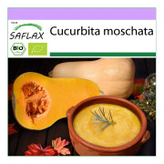 SAFLAX - Ekologisk - Squash - Butternut - 6 frön - Cucurbita moschata