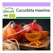 SAFLAX - Ekologisk - Squash - Hokkaido - 5 frön - Cucurbita maxima