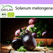 SAFLAX - Ekologisk - Aubergine - Black Beauty - 25 frön - Solanum melongena