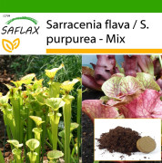 SAFLAX - Kanna Plant Mix - 10 frön - Med kruksubstrat för bättre odling - Sarracenia Mix