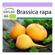 SAFLAX - Ekologisk - Rova - Goldana - 500 frön - Brassica rapa