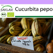 SAFLAX - Ekologisk - Squash - Delicata - 6 frön - Cucurbita pepo