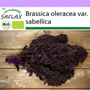 SAFLAX - Ekologisk - Grönkål - Redbor - 50 frön - Brassica oleracea