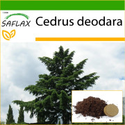 SAFLAX - Indian Cedar - 35 frön - Med kruksubstrat för bättre odling - Cedrus deodara