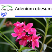 SAFLAX - Desert Rose - 8 frön - Adenium obesum