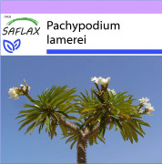 SAFLAX - Madagaskarpalm - 10 frön - Pachypodium lamerei