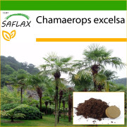 SAFLAX - Kinesisk väderkvarnpalm - 10 frön - Med kruksubstrat för bättre odling - Chamaerops excelsa