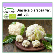 SAFLAX - Ekologisk - Blomkål - Snöboll - 70 frön - Brassica oleracea