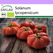 SAFLAX - Ekologisk - Tomat - Rouge de Marmande - 10 frön - Solanum lycopersicum