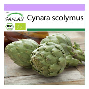 SAFLAX - Ekologisk - Kronärtskocka - Imperial Star - 5 frön - Cynara scolymus