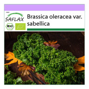 SAFLAX - Ekologisk - Grönkål - Westland Winter - 70 frön - Brassica oleracea