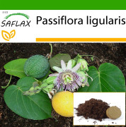 SAFLAX - Sweet Granadilla - 20 frön - Med kruksubstrat för bättre odling - Passiflora ligularis