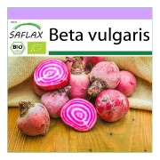 SAFLAX - Ekologisk - Rödbetor - Chioggia - 70 frön - Beta vulgaris